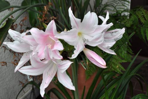 amarcrinum903_ms