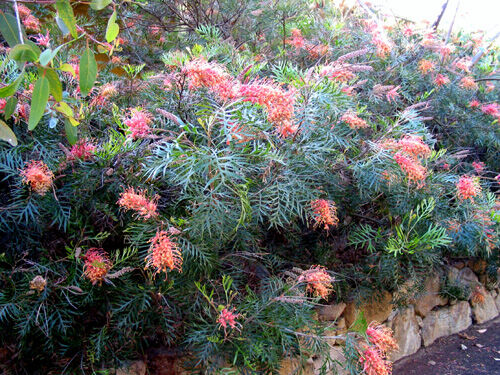 Alexの「お薦めの植物シリーズ」今日は、A.オージープランツ：7