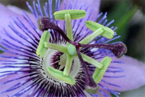 passiflora1122b_ms