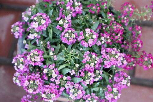 spring.has.come様　おまとめ　マリボウル　アラビアスパイス spring.has.come様 おまとめ マリボウル アラビアスパイス