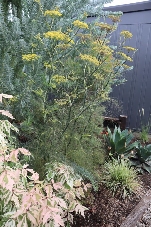 fennel714bms