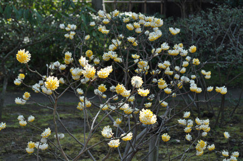 mitumata319_ms