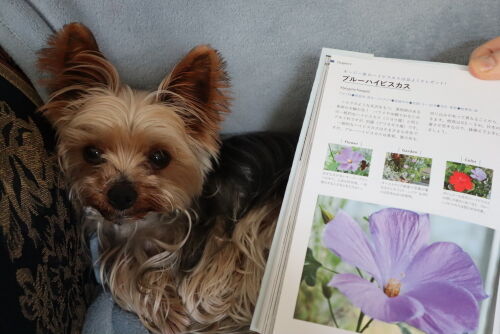 ブルーハイビスカスとオルレアとアイスバーグ Alex S Garden Party