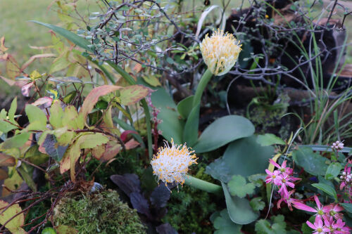 haemanthus1114ms