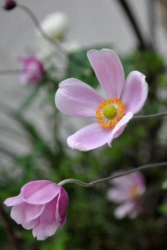 shumei1020b_ms