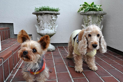 dogs516_ms