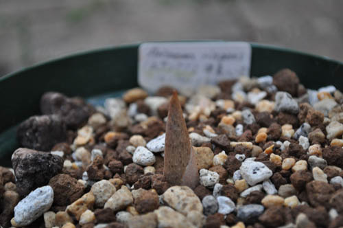 arisaema ringens323_ms