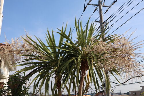 cordyline519bms