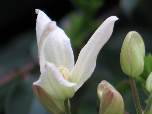 armandii309b_ms