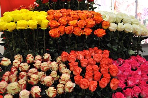 flower1030_ms