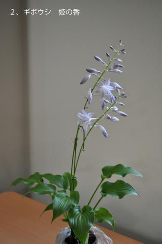 2himenoka_ms