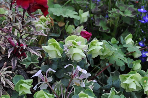 oregano518_ms