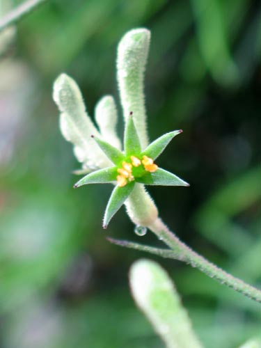 kangaroo626a