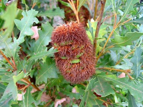 バンクシアがホームセンターにも : Alex's Garden Party♪