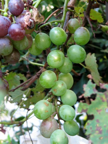 grape909