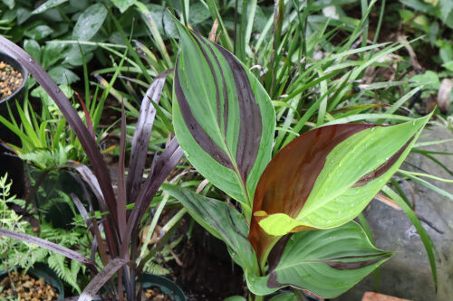 クレオパトラか楊貴妃か Alex S Garden Party