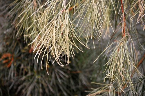 grevillea303_ms