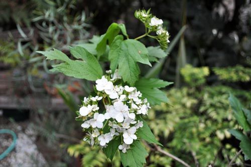 Viburnum1027a_ms