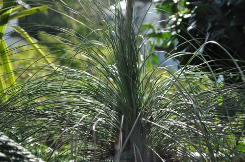 grasstree916_ms