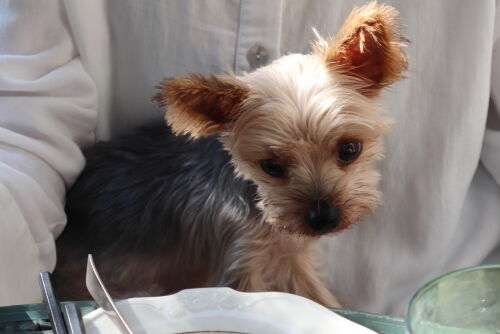 coco1105ms