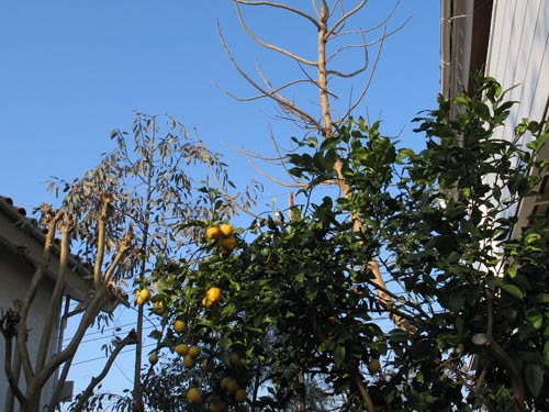 lemon327