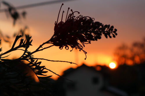grevillea1123ms