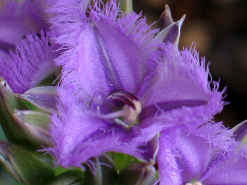 fringedlily513e_m