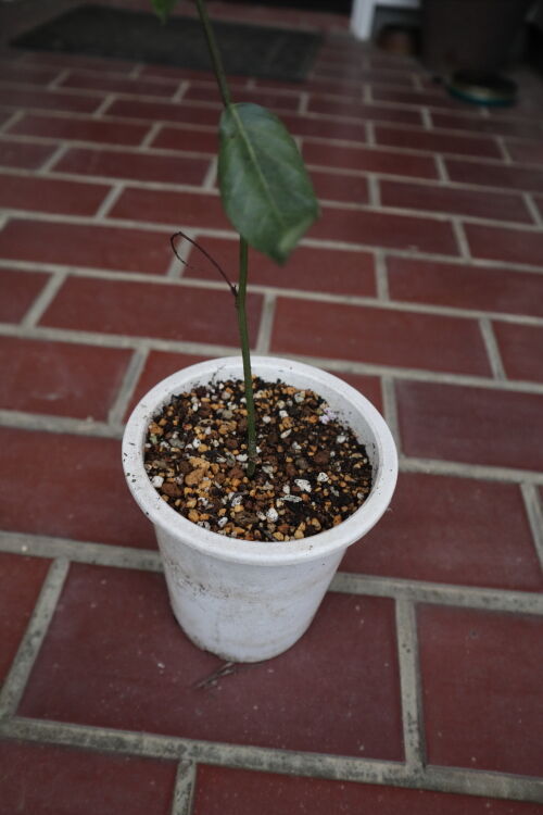 挿し木苗 クレマチス 挿し木苗 レア - メルカリ