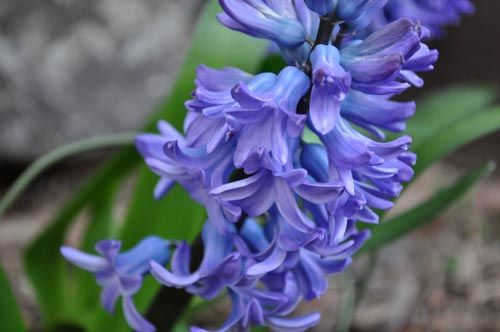 Hyacinth331_ms