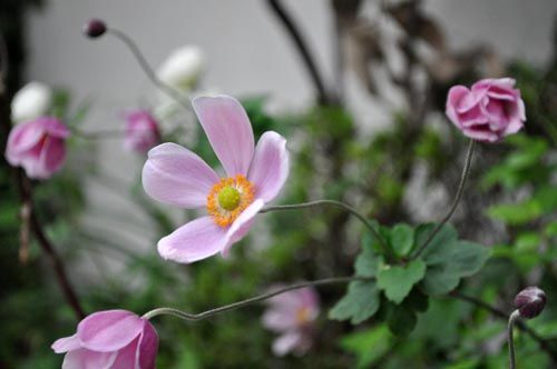 shumei1020_ms