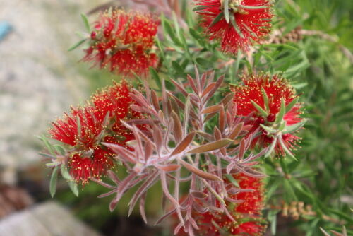 Callistemon viminalis 'Little John'714bms