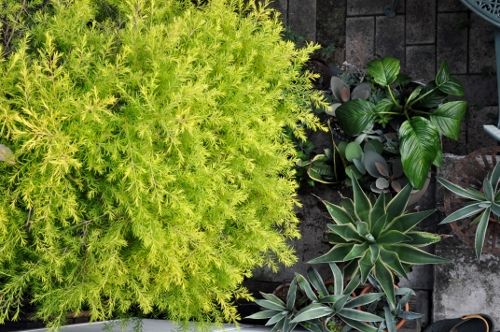 melaleuca1003 (500x332)