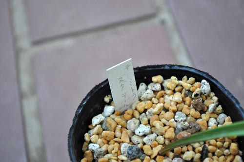 Thelymitra nuda tall Blue129_ms