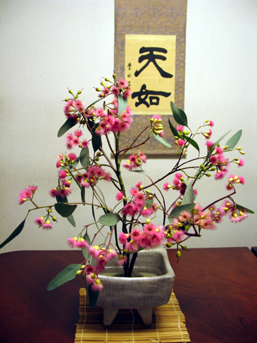 sideroxylon1210