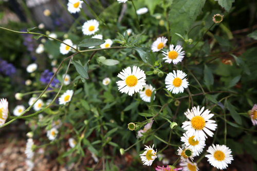 さりげない美しさエリゲロン ネットアンサンブル Alex S Garden Party