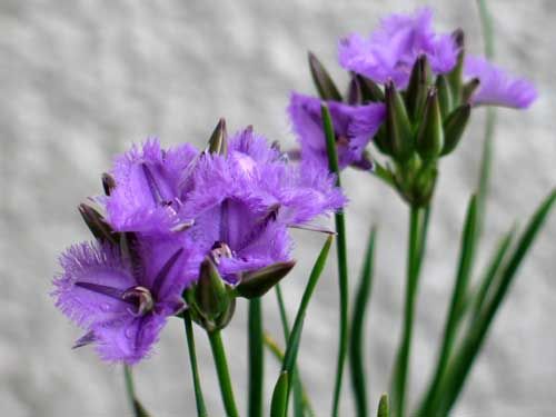 fringedlily513b_ms