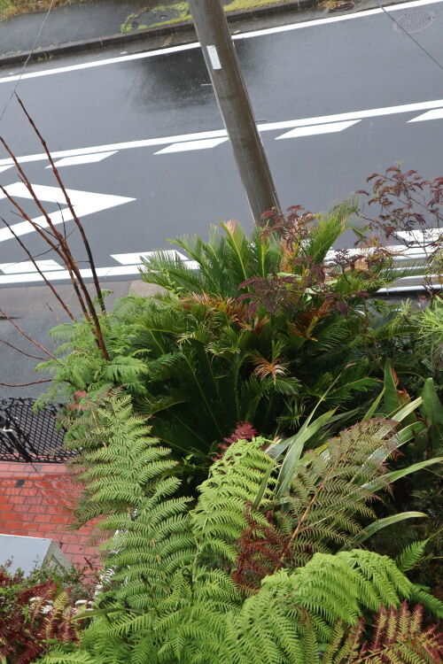 tropical603ms
