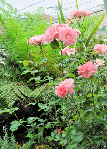 今再び ガーデニングは芸術だ と Alex S Garden Party