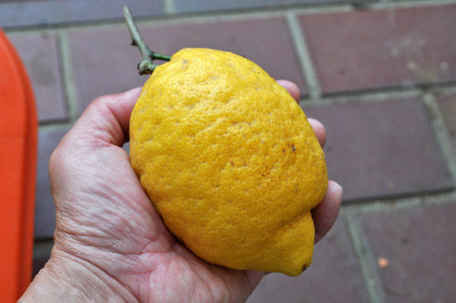 lemon529_ms