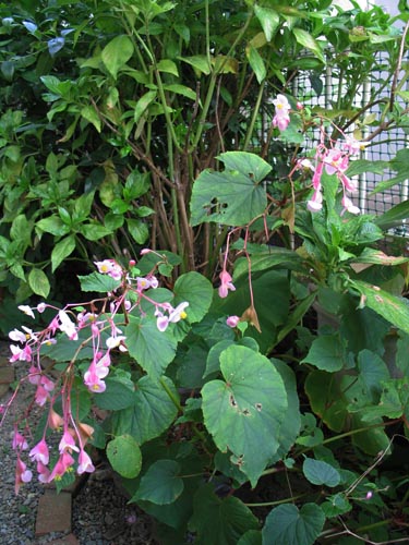 begonia919c_ms