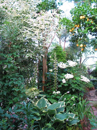 garden612b