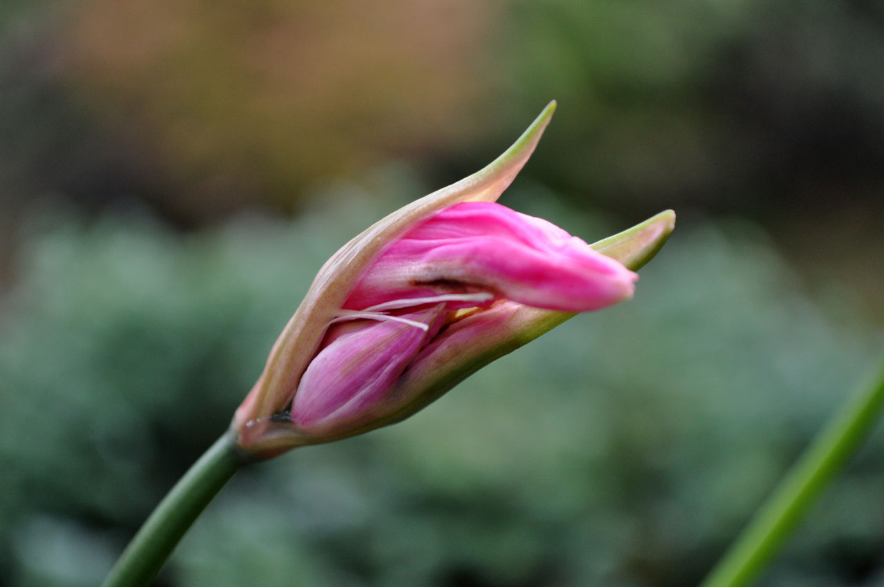 nerine1031_ms