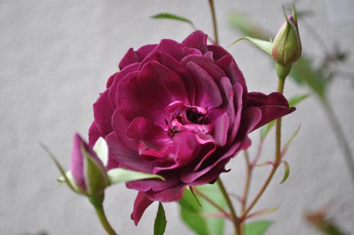 Burgundy Iceberg513_ms