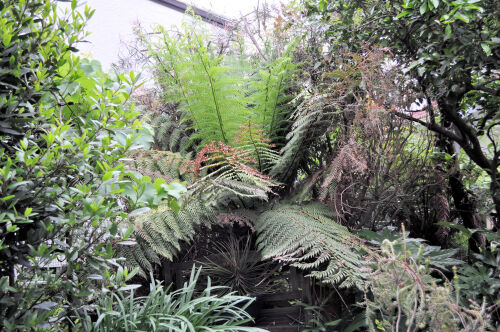 復活の巨大シダ・・・Alex's Garden Lesson 311 : Alex's Garden