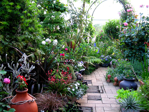 日々進化する寄せ鉢ガーデン : Alex's Garden Party♪