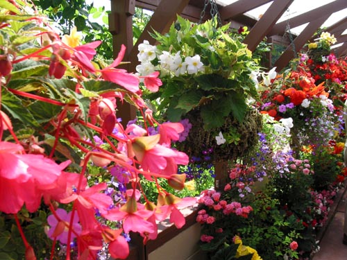 begonia4