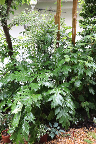 acanthus519ms