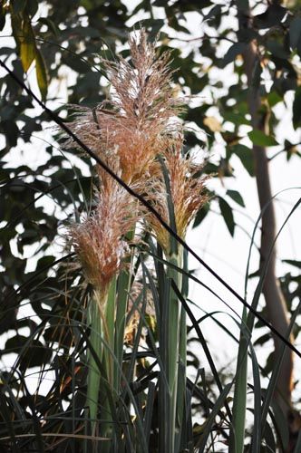 pampas826c_ms