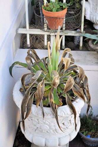 アガベ・ベネズエラの耐寒性は？ : Alex's Garden Party♪