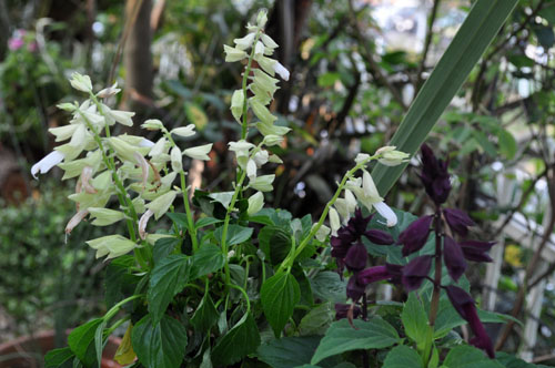 salvia723_ms
